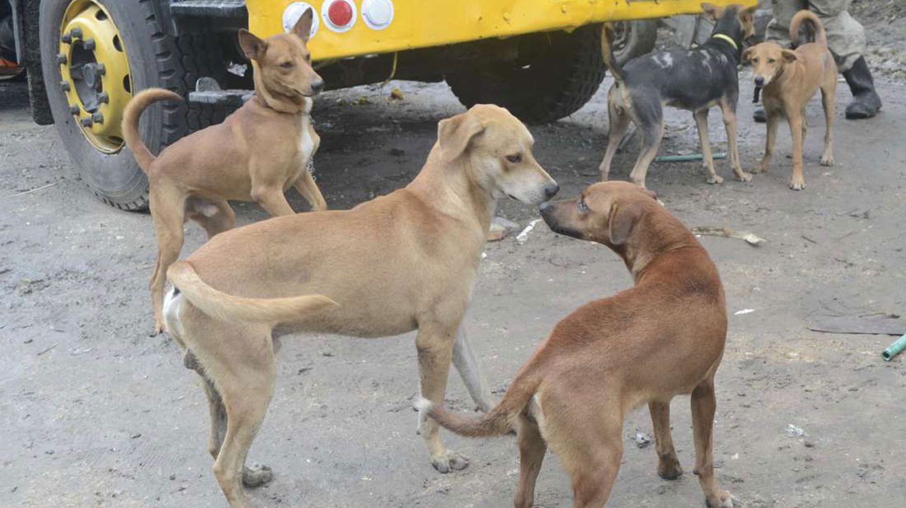 Sonko finds ‘delicious’ solution to stray dogs nuisance in Nairobi