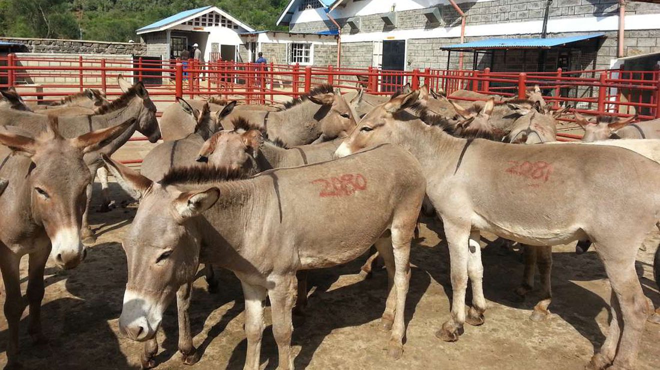 High Court allows slaughter, sale of donkey meat in Kenya Nairobi News