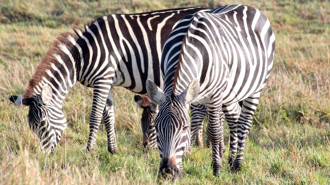 Maasai Mara, Tanzania tops Easter Google searches – Nairobi News