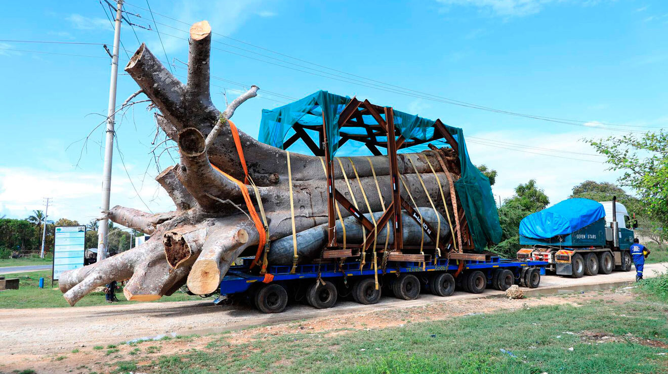 Ruto gives guidelines on uprooting of baobab trees in Kilifi for export