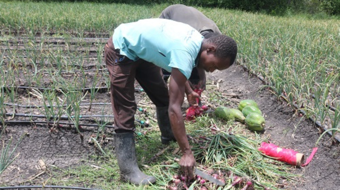Why onion prices are high in Kenya! Nairobi News